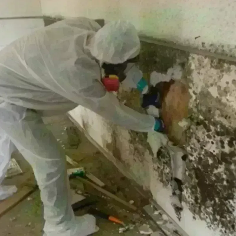 Mold Remediation and Removal in Smyrna, TN